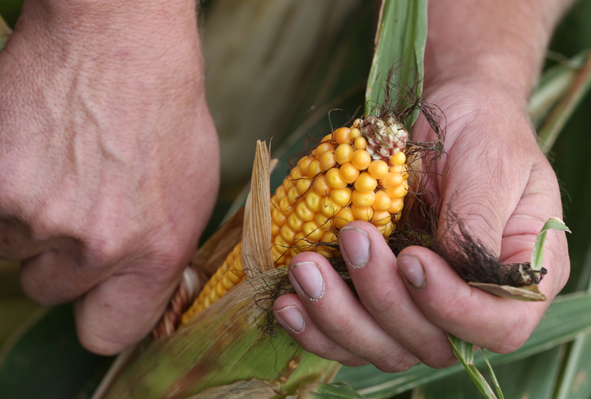 Dan Erickson regional representative for the Minnesota Corn Growers Association examined his corn crop at his Alden Minn. farm