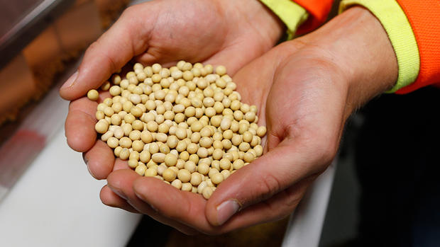 Soybean seed Eric Hylden  Forum News Service