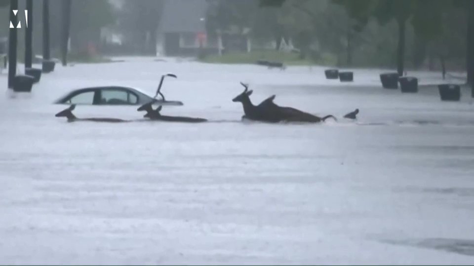 Herd of deer rush to safety during Hurricane Florence