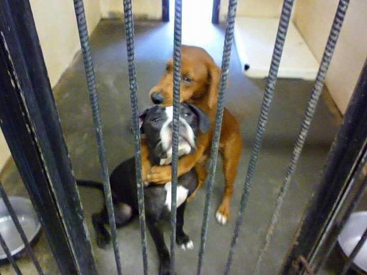 Facebook Post Credited With Saving Shelter Buddies Set to be Euthanized | KTLA