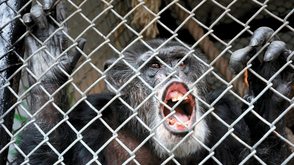 A judge has dismissed a lawsuit seeking to free two chimpanzees from a New York state university