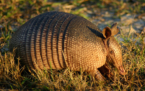 What You Should Know About Armadillos And Leprosy - Huffington Post