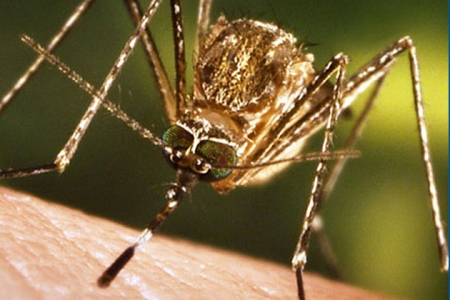 West Nile virus infection confirmed in Washington resident | Department of