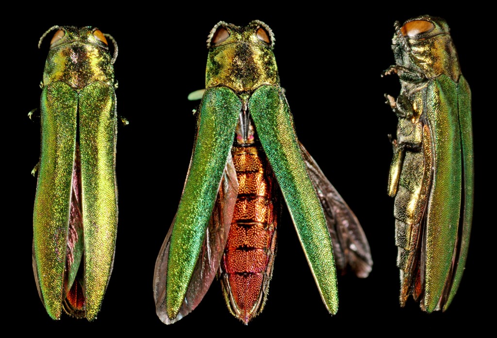 Emerald Ash Borer adult