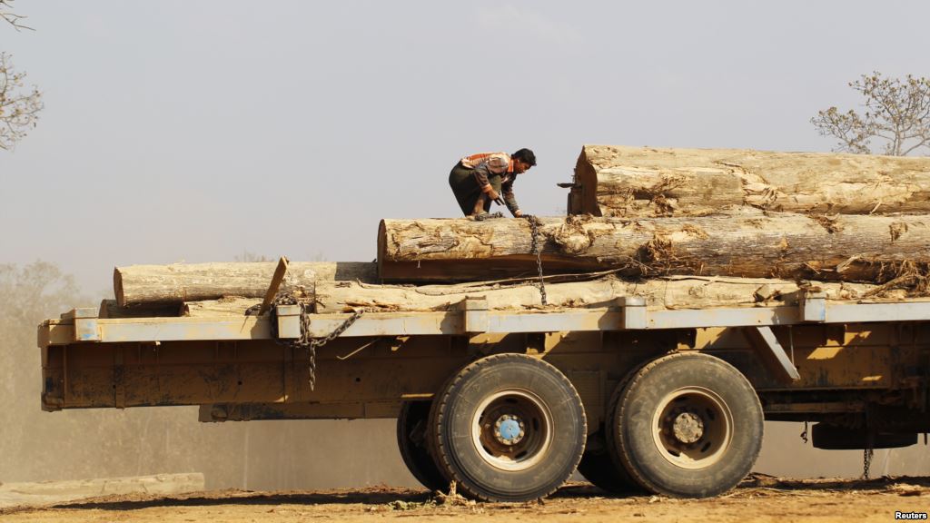 FILE- Man secures teak logs to vehicle in a logging camp at Pinlebu township Sagaing northern Myanmar