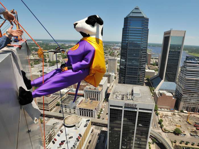 Tyson Lassen in the Chick-fil-A cow costume prepares to rappel down the side of the Ever Bank Center Friday afternoon as part of the Over The Edge fundraiser for the Boy Scouts Of America