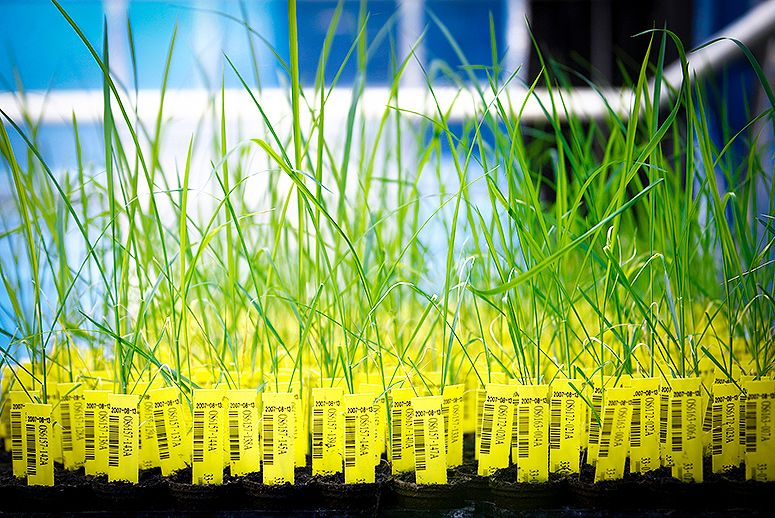 Genetically modified rice plants