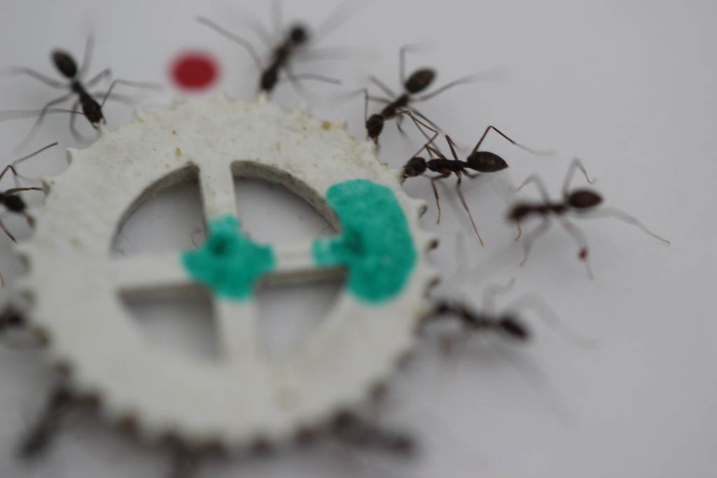 Hard Labor: Study Deciphers How Ants Cooperate to Carry Heavy Loads - NBC News