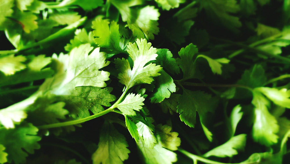 Hundreds Sick From Cilantro Grown in TP-Strewn Fields