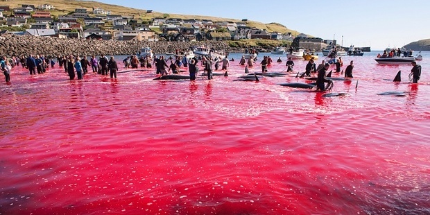 Locals on the Faroe Islands run into the water to stab stranded whales to death