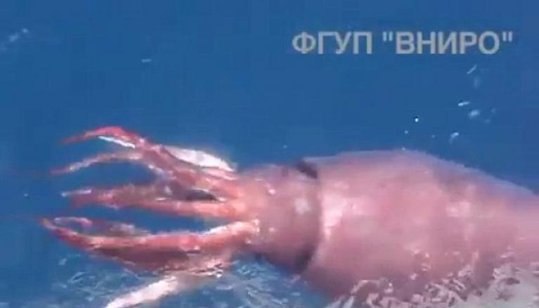 Giant Squid captured on Video