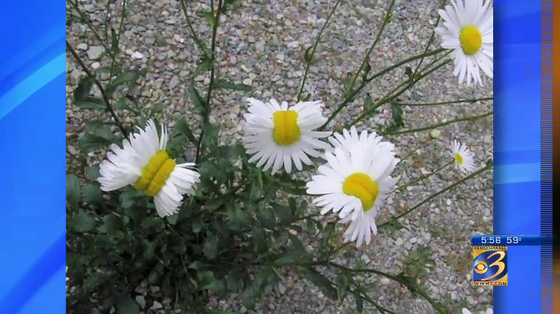 Deformed daisies found near Fukushima nuclear site story image