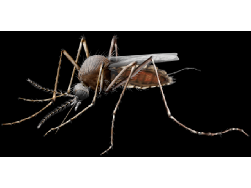 Phoenixville Area To Be Sprayed For West Nile Virus Control