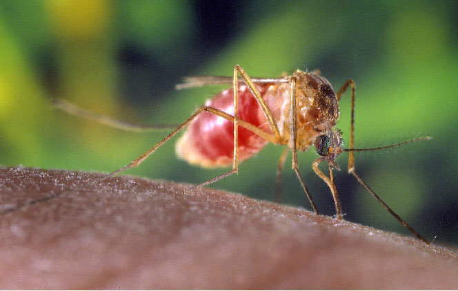 West Nile virus