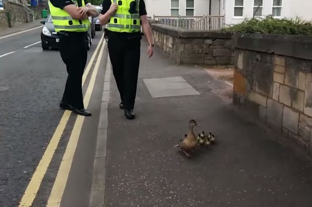 Mother duck and 9 ducklings escorted to safety