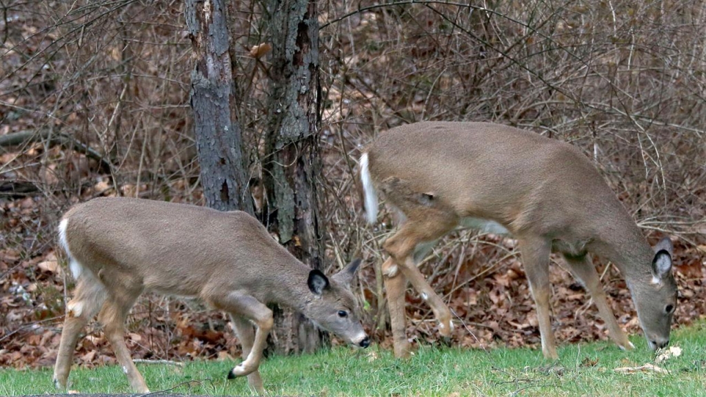 PETS Authorities discover man living with 2 deer inside home AP