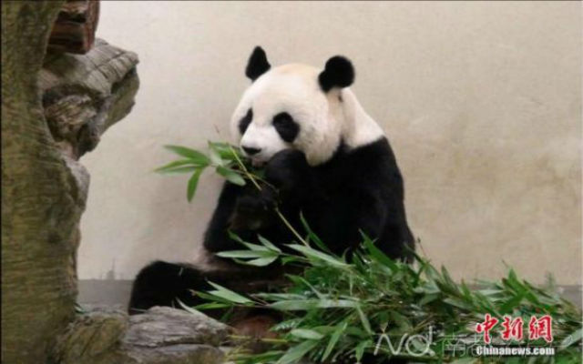 Panda fakes pregnancy to get round-the-clock care in Taiwan