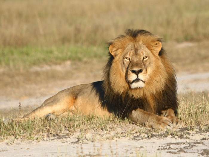 UPDATED: Hunter accused of shooting beloved Cecil the Lion was originally from ND