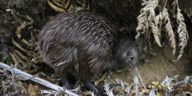 Scientists say the changes could help explain kiwi nocturnality