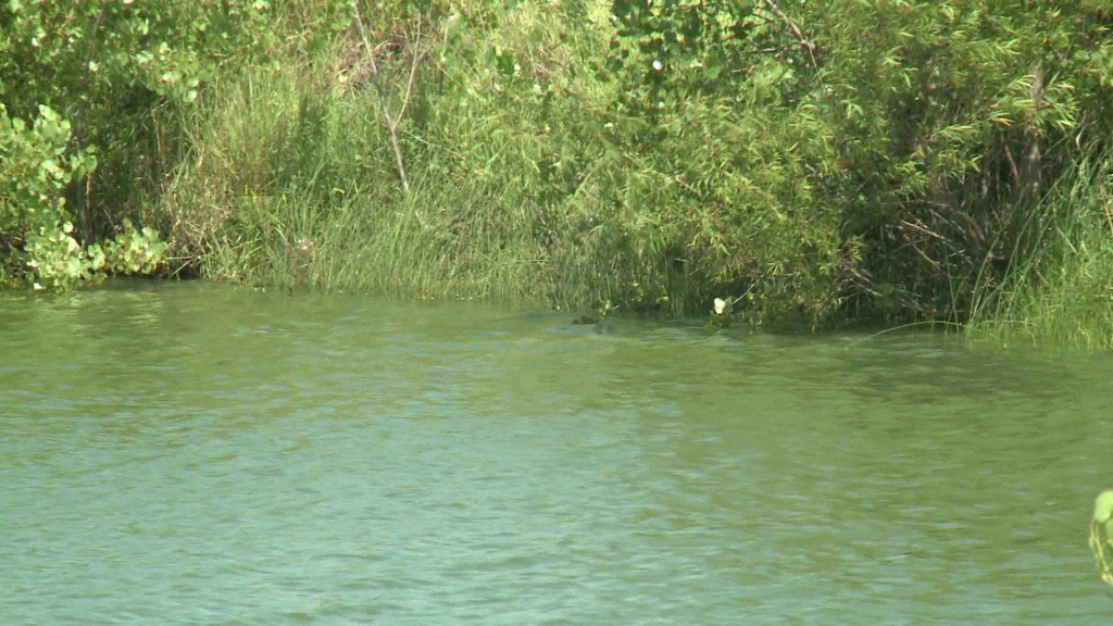 Five lakes across the state have blue-green algae warnings issued