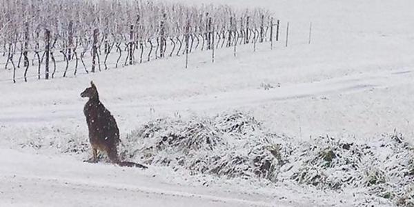 Snow in Australia: Cold front dumps record snowfall on New South Wales and