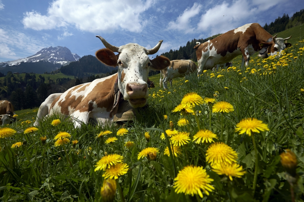 Switzerland takes French water for cows