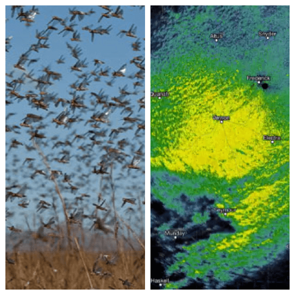 Texas Radar Shows Bug Swarm | Watch the video - Yahoo Yahoo UK