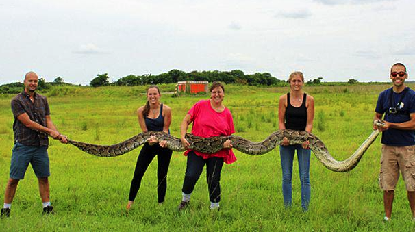 Huge Python