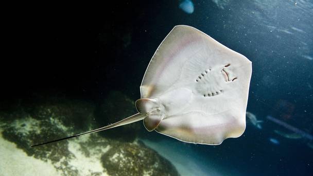 The stingrays were in a shallow pool that allows visitors to touch and feed them