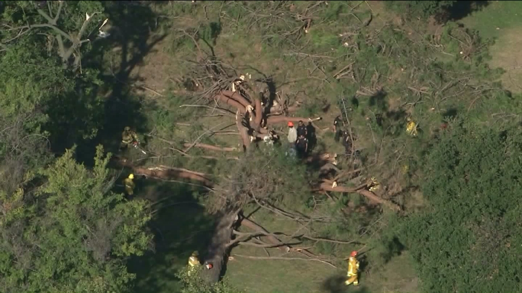 Tree falls outside children's museum in Pasadena