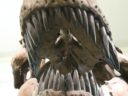 Tyrannosaurus rex teeth