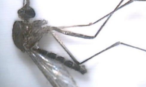 West Nile virus found in 2 Cumberland County mosquitoes - ABC27.com