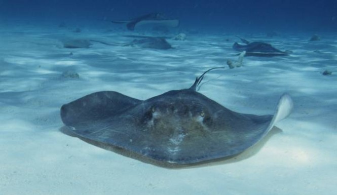 Thanks to rolling blackouts at the hospital where he was treated Jamieson had to wait over 24 hours to have the stingray's barb removed