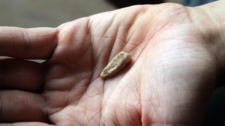 Large Adult Tooth, Nearly 560,000 Years Old, Found By Archeologists In France