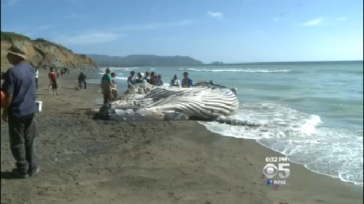 A dead humpback whale washed onto a beach in Pacifica