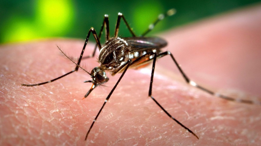 Aedes aegypti mosquito. THE CANADIAN PRESS  AP  Centers for Disease Control and Prevention  James Gathany