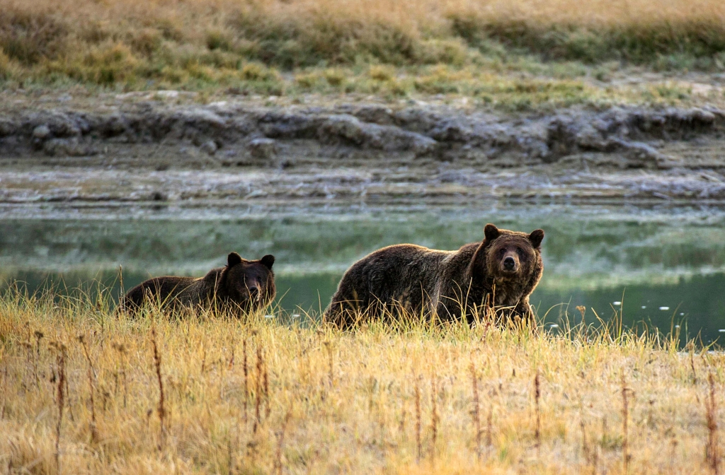 A grizzly bear mother and her cub walk near Pelican Creek on Oct. 8 2012 in the Yellowstone National Park