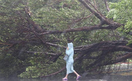 A pedestrian walks past an uprooted tree in Taipei Aug. 8