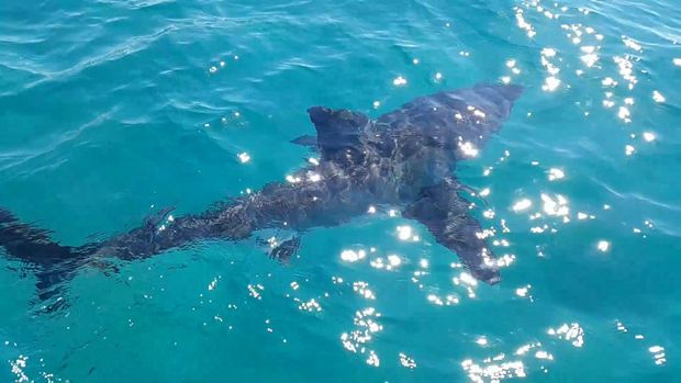 A shark spotted off Cabarita