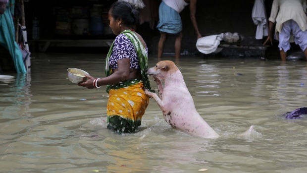 A stray dog follows a woman across a flooded street in Kolkata