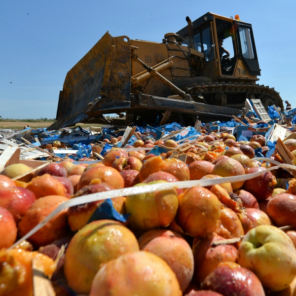 A worker uses a bulldozer to crush crates of peaches outside the city of Novozybkov about 600 km from Moscow