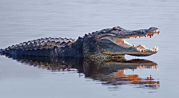 The Florida Fish and Wildlife reported that a woman was attacked by an alligator while she was swimming in the Wekiva River Saturday afternoon at about 3:30 p.m