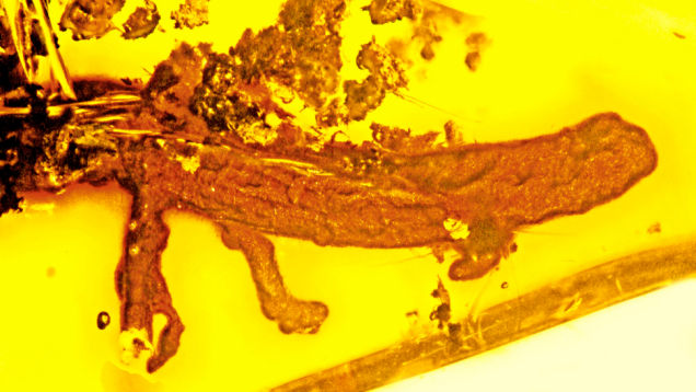 This is the First Salamander Ever Found Preserved in Amber