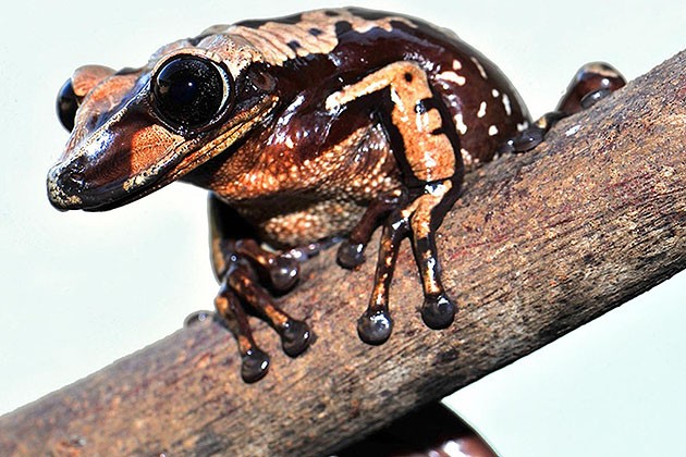 First Known Venomous Frogs Could Kill You with a Head Butt