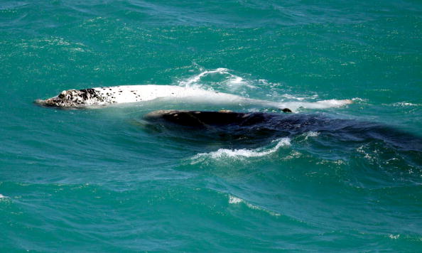 Rare White Whale Calf Spotted