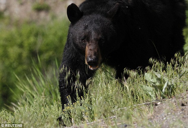 Survivor A 67-year-old man survived an attack by a black bear on Thursday in Midpines California. Above an image of a bear in Yellowstone National Park in 2011