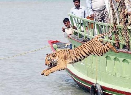 Bangladesh tiger poaching sparks Sundarbans ban plan