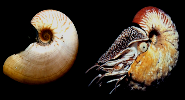 After 30 years rare nautilus makes a comeback