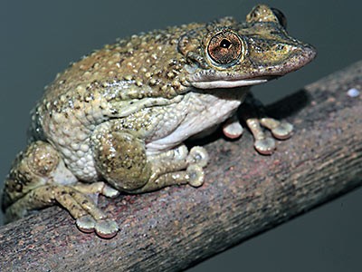 Brazil's yellow-skinned tree frog 'C. greening,’ has venom twice as toxic as a pit viper