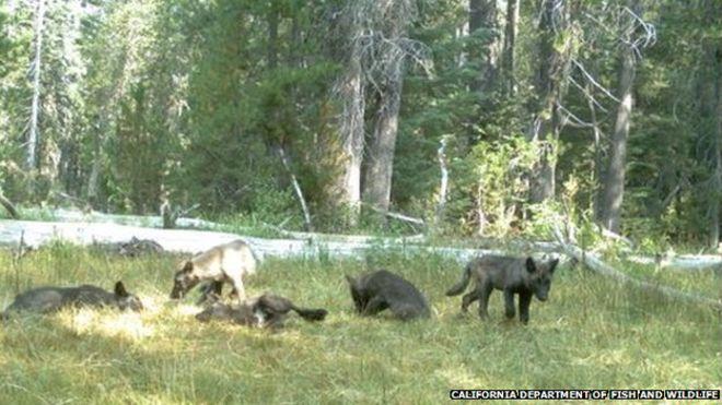 Wolves Return To California